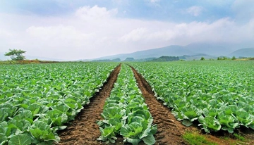 Lahana Yetiştiriciliği Nasıl Yapılır?